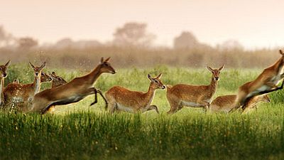 image de la news Une Nature de toute beauté dans la bande-annonce