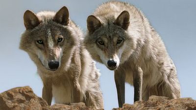 image de la news Le Dernier Loup de Jean-Jacques Annaud cartonne en Chine