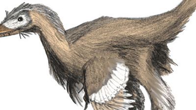 image de la news "Jurassic World" : la vérité sur les velociraptors