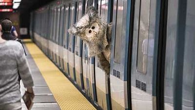 image de la news Bande-annonce Hibou : Ramzy à la réalisation d’un feel-good movie absurde et décalé