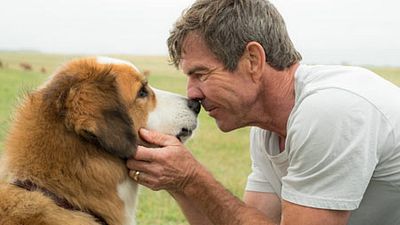 image de la news Mes vies de chien : appel au boycott après une video choquante