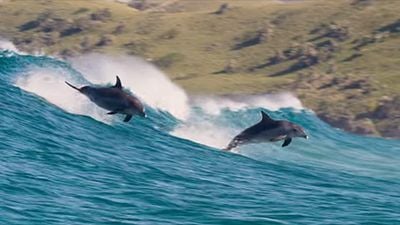 Disneynature : les dauphins héros du prochain film s'offrent déjà une bande-annonce