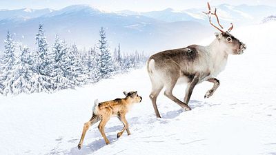 image de la news Aïlo : une odyssée en Laponie, 10 photos commentées par le réalisateur