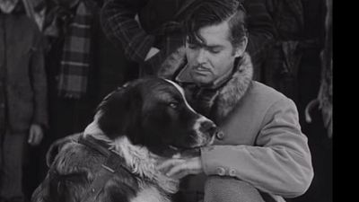 image de la news L'Appel de la forêt : connaissez-vous les précédentes versions du classique ?