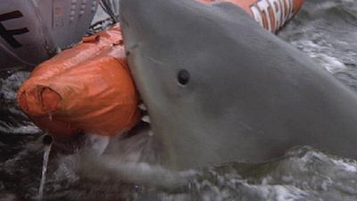image de la news Les Dents de la mer 2 sur RTL 9 : les requins sont-ils vraiment dangereux pour l'homme ?