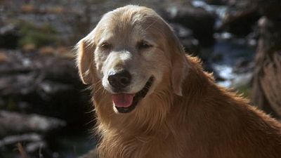 image de la news L'Incroyable voyage (Disney+) : quelles stars françaises doublent les animaux ?