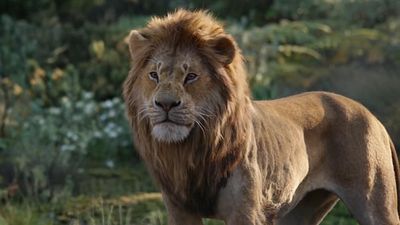 image de la news Le Roi Lion : un prequel live par le réalisateur de Moonlight !