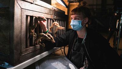 image de la news Jurassic World 3 : fin d'un tournage pas comme les autres en temps de COVID