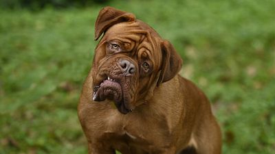 image de la news Turner & Hooch sur Disney+ : "Les chiens sont imprévisibles, vraiment imprévisibles !"
