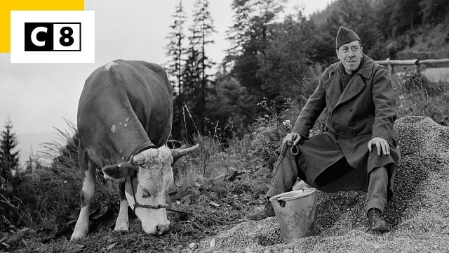 La Vache et le prisonnier : comment la star du film a été sauvée de l'abattoir