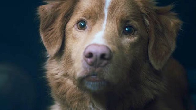 image de la news "Les scènes qui semblaient difficiles étaient les plus faciles" : il a transformé son chien en acteur de cinéma dans Good Boy