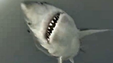 "Mega Shark vs. Mecha Shark" - La Bande-annonce ! 