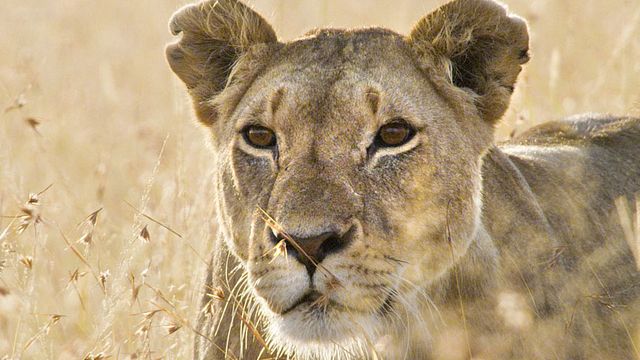 image de la news Un nouveau jour sur Terre - Lambert Wilson : "J'essaie de défendre la nature par tous les moyens"