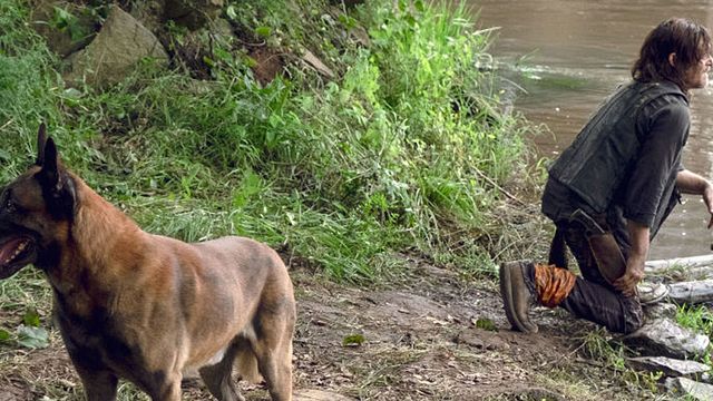 image de la news The Walking Dead : les fans lancent une pétition pour empêcher les scénaristes de tuer le chien de Daryl