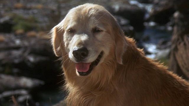 image de la news L'Incroyable voyage (Disney+) : quelles stars françaises doublent les animaux ?