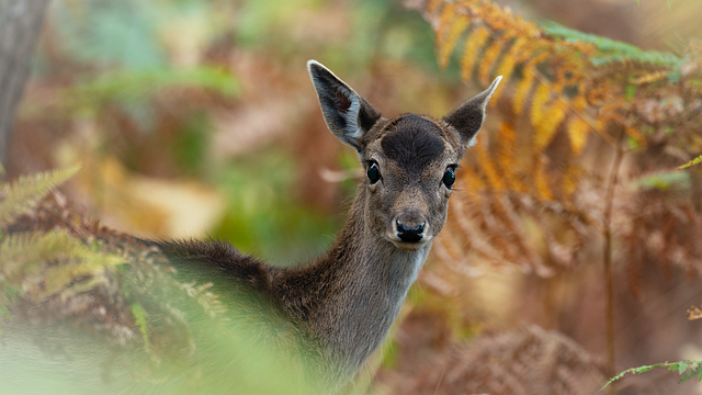 image de la news Bambi : une nouvelle adaptation live par un producteur français
