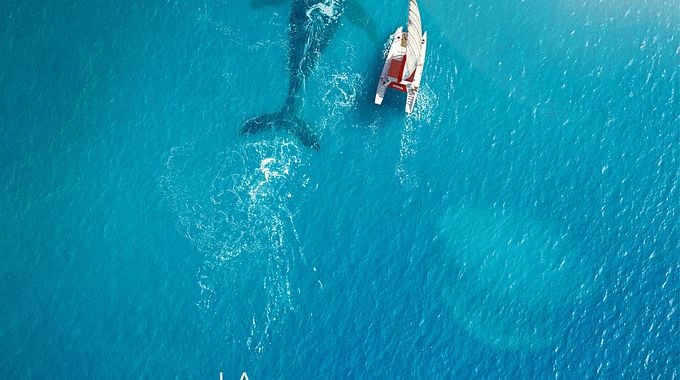 Photo du film La Baleine et le musicien