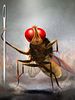 poster de Eega, la mouche vengeresse