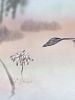 poster de Un oiseau qui aime une fleur