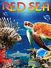 poster de Red Sea