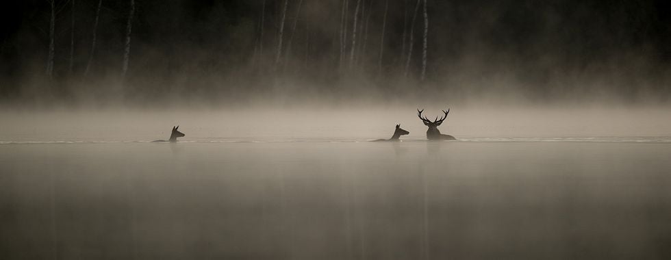Photo du film Le Chant des forêts