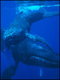 poster de L'Odyssée des baleines à bosse