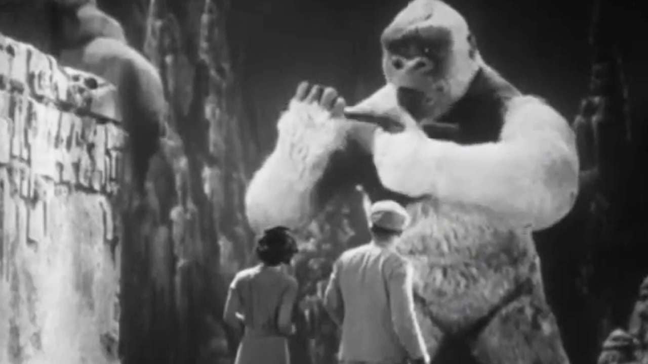 Kong's son, young Albino Gorilla