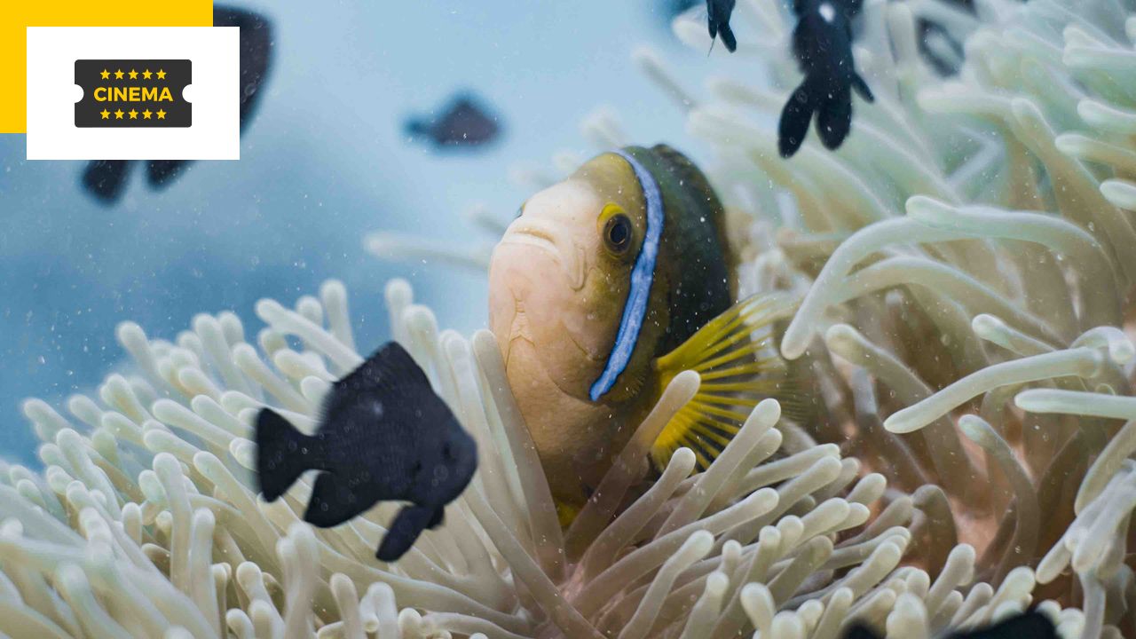 The Ocean Seen From the Heart: An Educational and Fascinating Documentary in Cinema