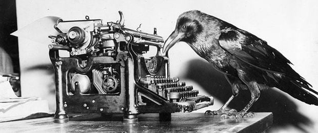 Jimmy le corbeau, photographié le 7 mars 1949.