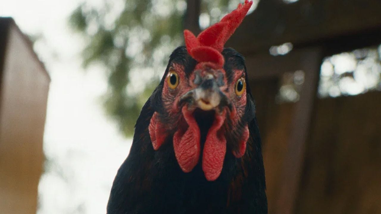 Vivez une véritable épopée… vécue à hauteur de poule !
