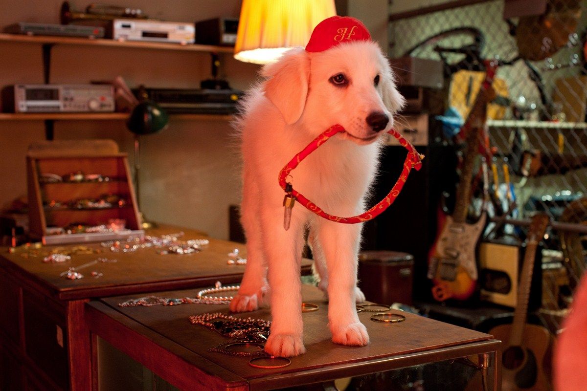 Photo du film Les Chiots Noël, la relève est arrivée Photo 12 sur 12