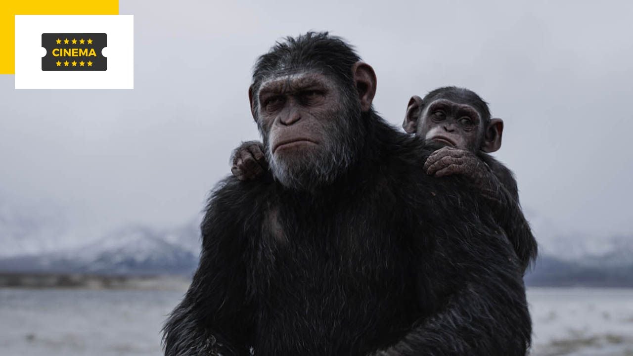 Planet of the Apes: New Movie Star Chosen!