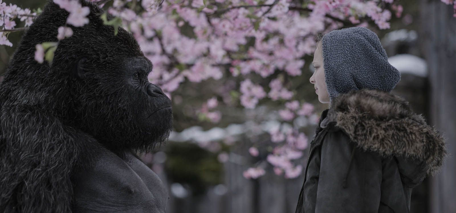 La Planete Des Singe 2 Film Complet Vf Photo de Amiah Miller - La Planète des Singes - Suprématie : Photo