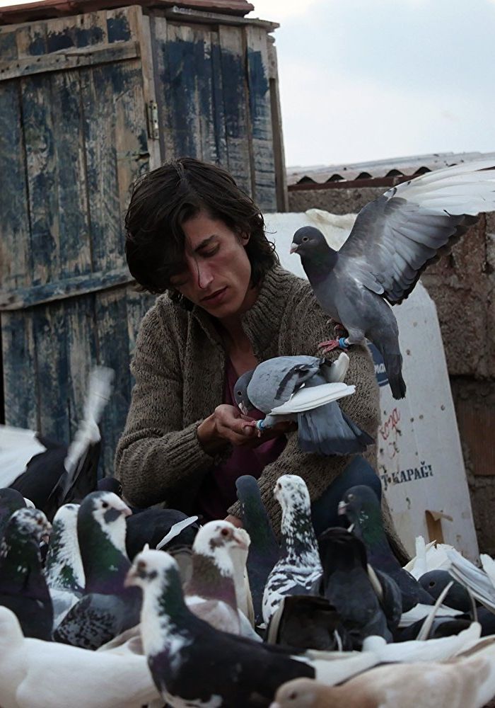 Le Pigeon streaming gratuit