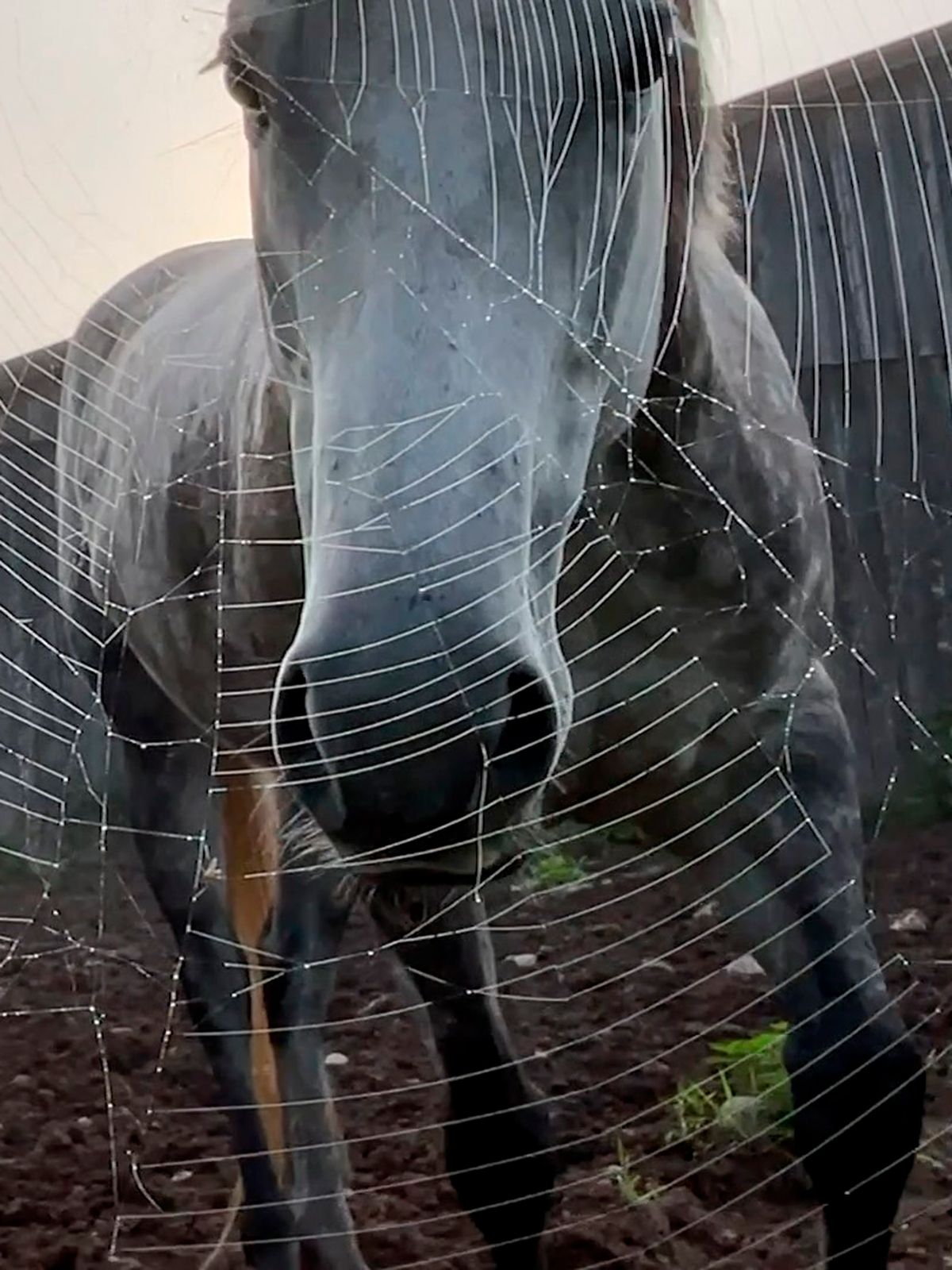 Horse Opera Film documentaire 2023 AlloCiné