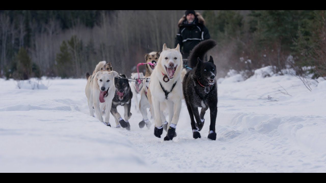 Musher, l’appel de l’Alaska : Affiche