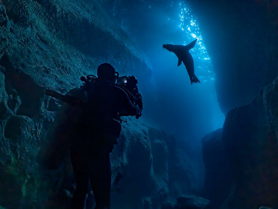 Otaries des Galápagos : Photo