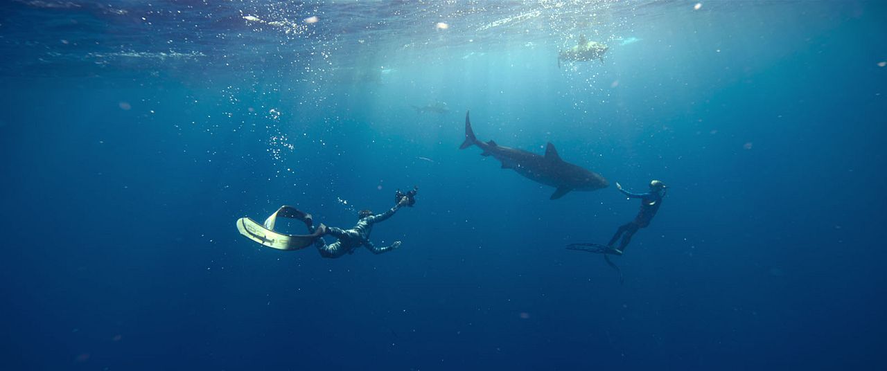 En paix avec les requins : Photo