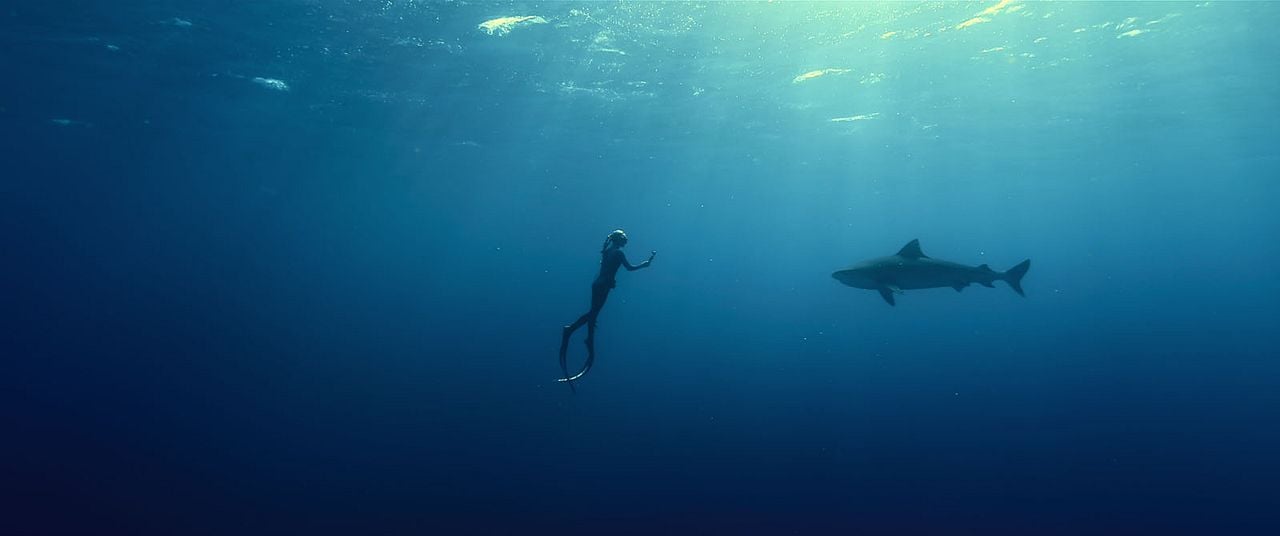 En paix avec les requins : Photo