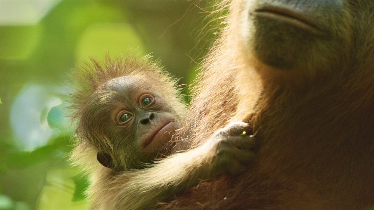 La Vie Secrète des Orangs-Outans : Photo