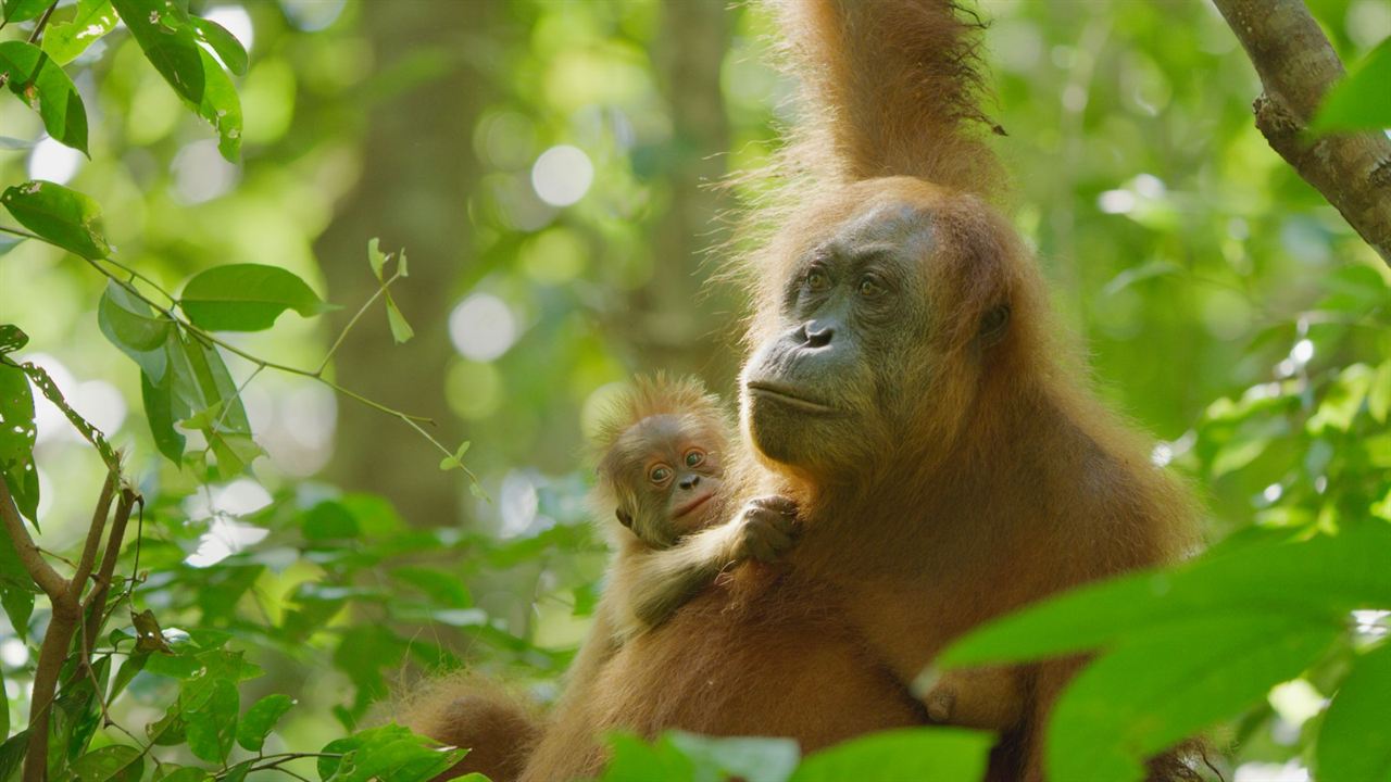 La Vie Secrète des Orangs-Outans : Photo