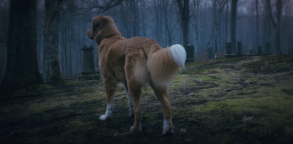 Good Boy : Photo