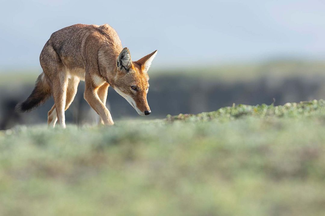 Le Secret du Loup d’Éthiopie : Photo