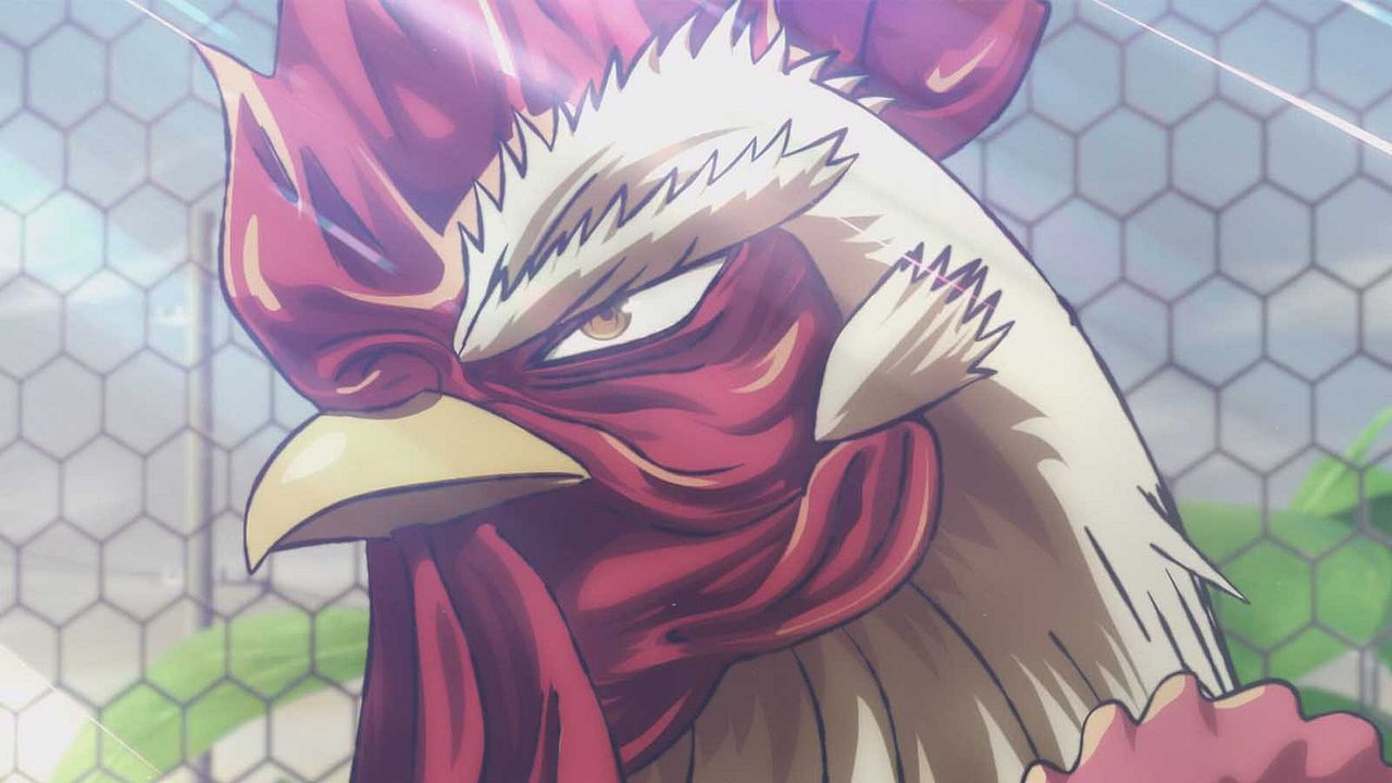 Rooster Fighter : Photo