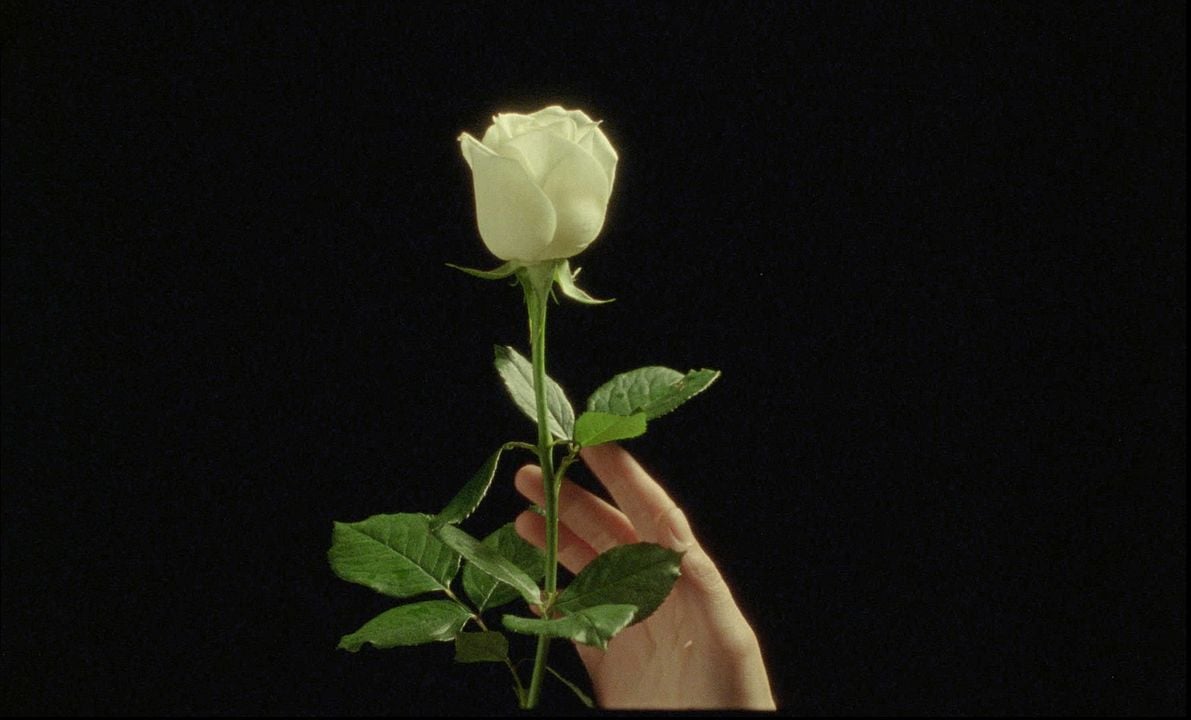 La Belle année : Photo