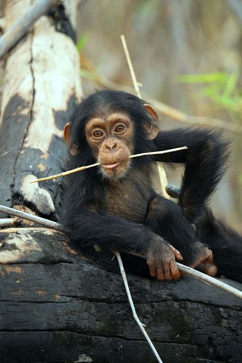 La Vie secrète des animaux : Photo