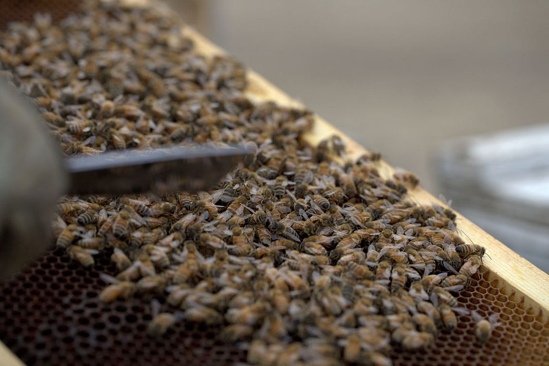 Les Secrets des abeilles  : Photo