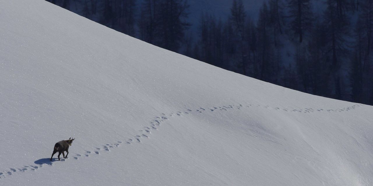 Le Temps des animaux : Photo