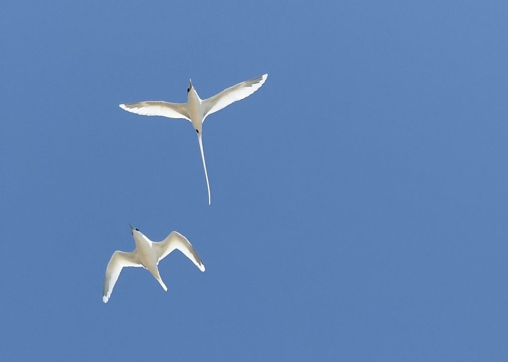 ALTAÏR conférences - Réunion & Maurice, les îles soeurs : Photo