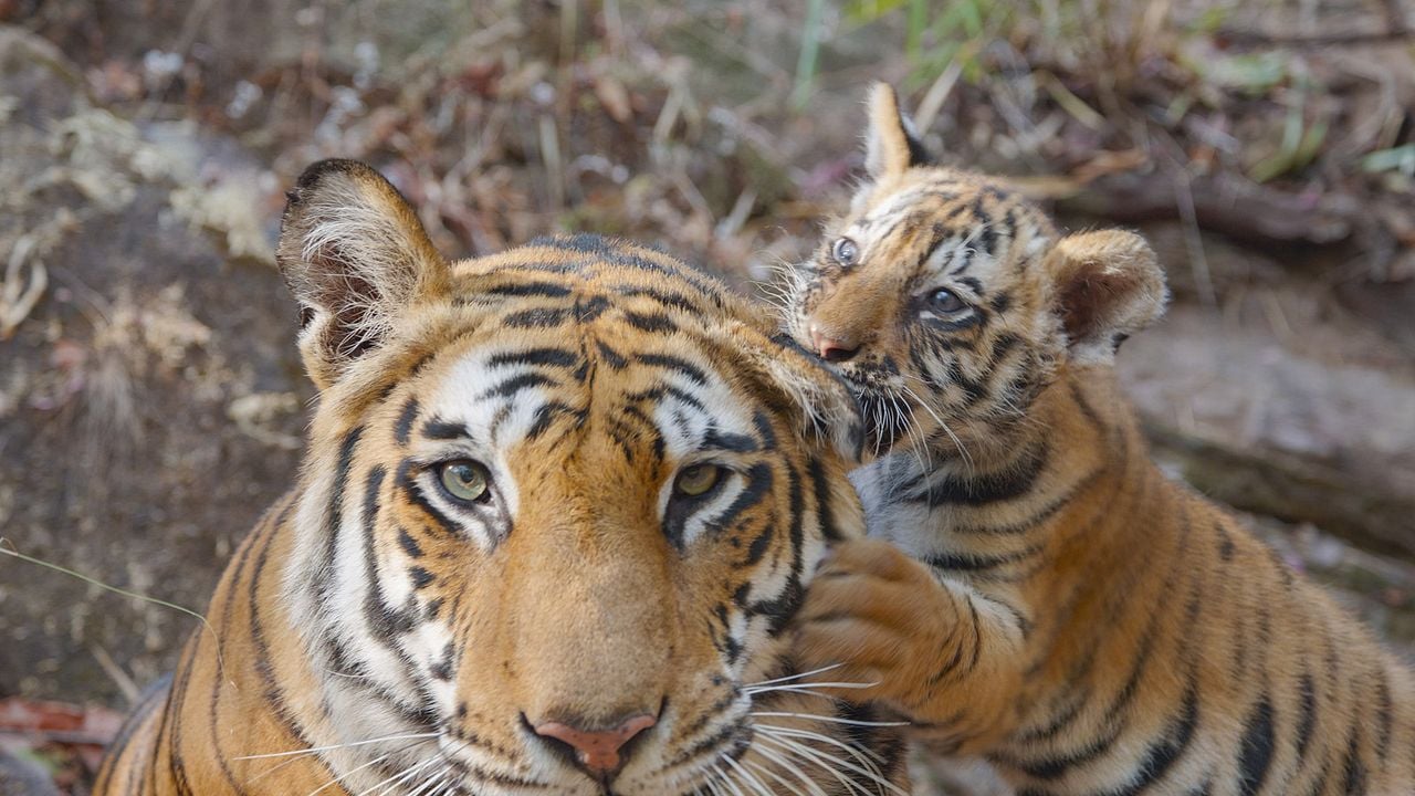 Tigres : Photo